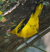 Black-naped Oriole