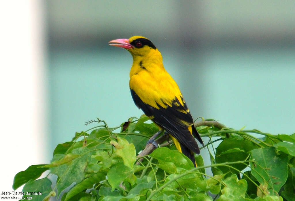 Black-naped Orioleadult