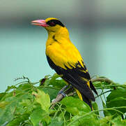 Black-naped Oriole