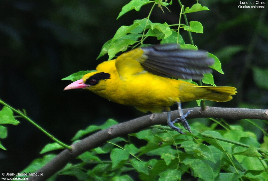 Black-naped Orioleadult