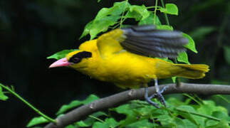 Black-naped Oriole