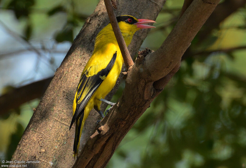 Black-naped Oriole