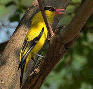 Black-naped Oriole