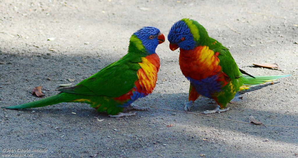 Coconut Lorikeet