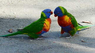 Coconut Lorikeet