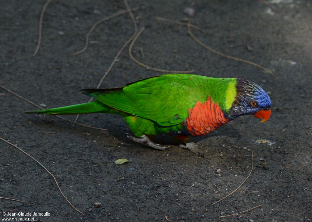 Loriquet à tête bleue