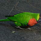 Loriquet à tête bleue