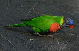 Coconut Lorikeet