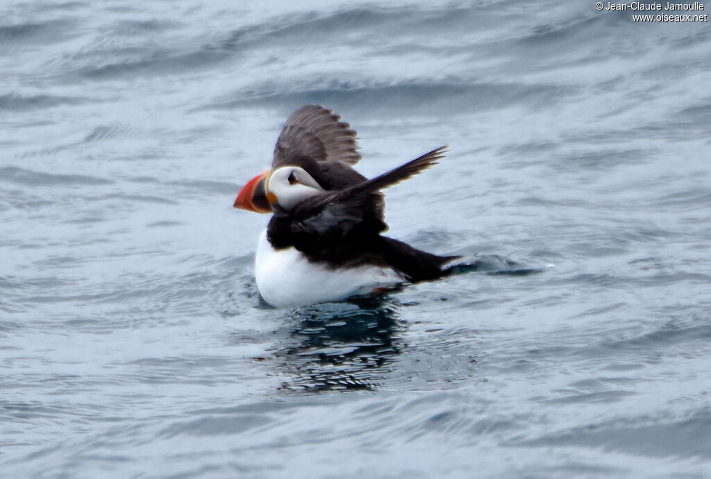 Atlantic Puffin