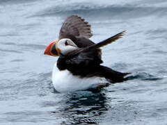 Atlantic Puffin