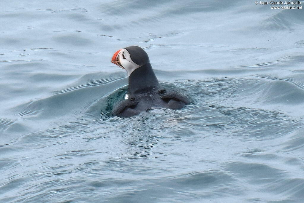 Atlantic Puffin