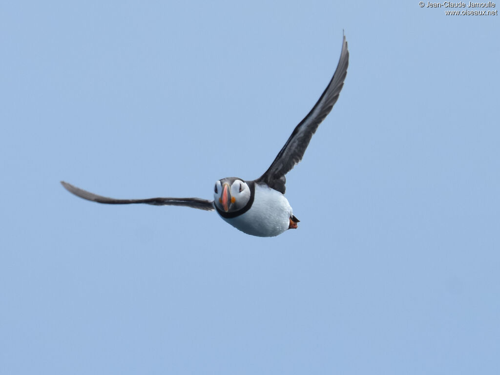 Atlantic Puffin