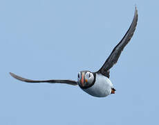 Atlantic Puffin