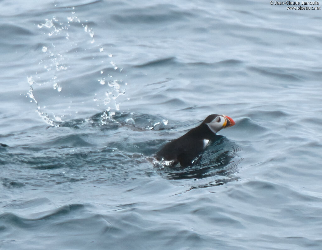 Atlantic Puffin