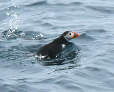 Atlantic Puffin