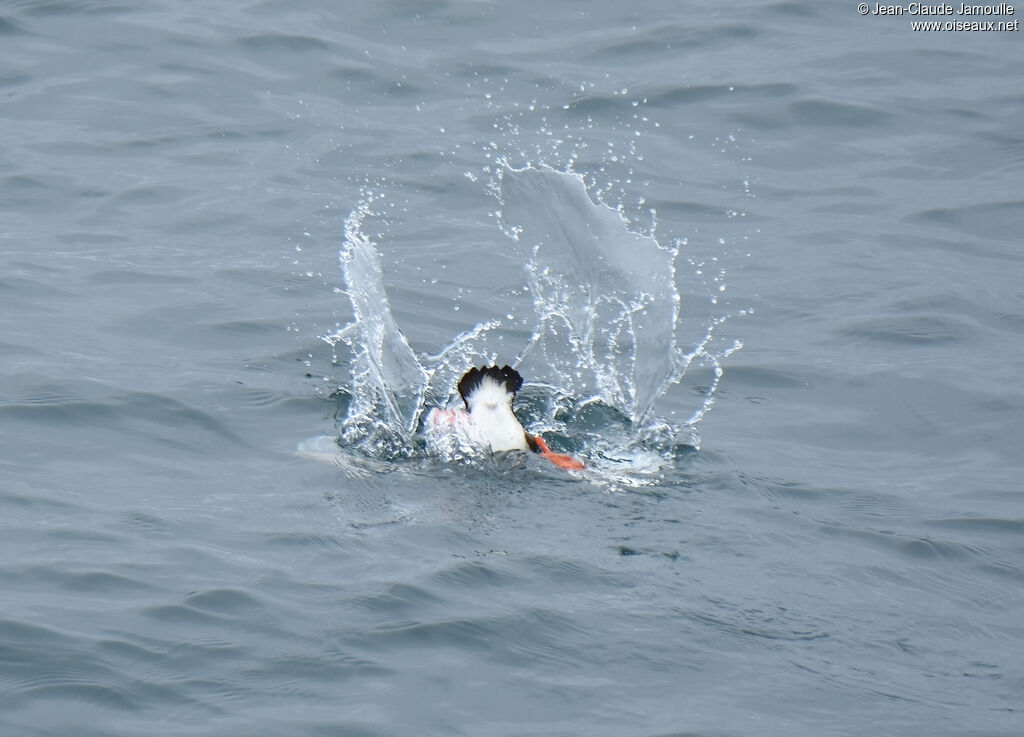 Atlantic Puffin