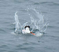 Atlantic Puffin