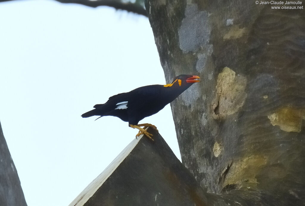 Common Hill Myna