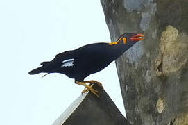 Common Hill Myna