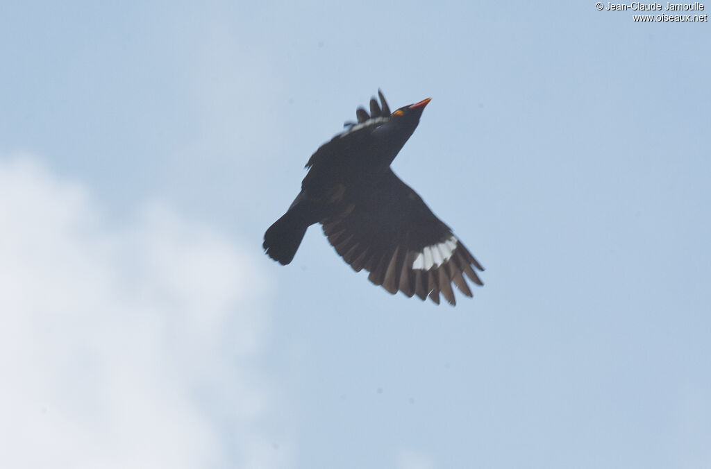 Common Hill Myna