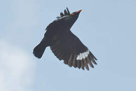 Common Hill Myna