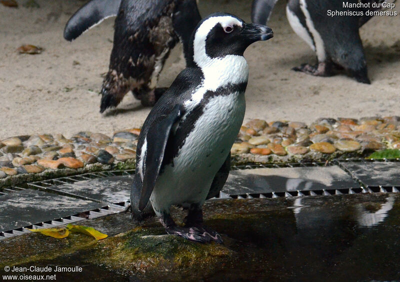 African Penguin, Behaviour