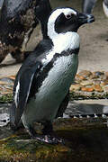 African Penguin