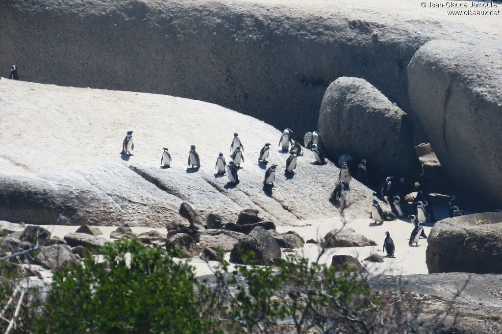 African Penguin