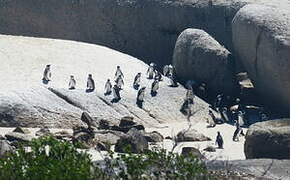 African Penguin