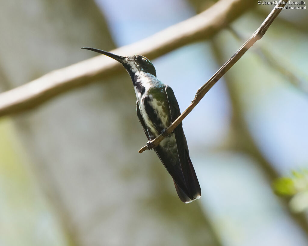 Mango à cravate noire