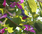 Mango de Jamaïque
