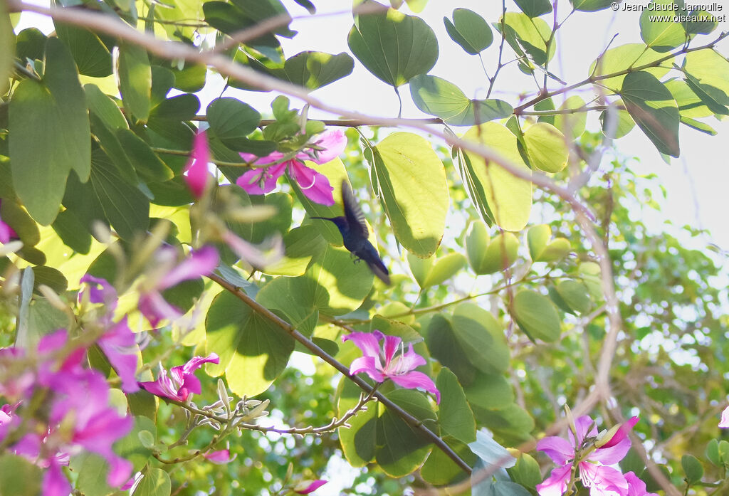 Mango de la Jamaïque
