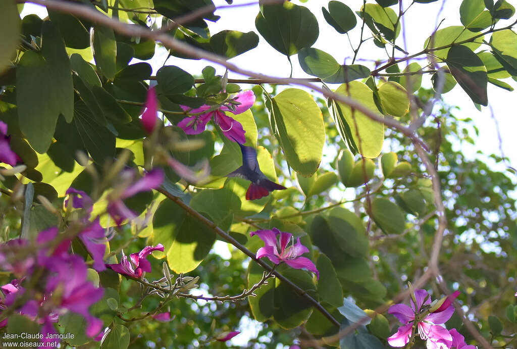 Jamaican Mangoadult, habitat, pigmentation, eats