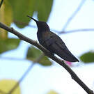 Mango de la Jamaïque