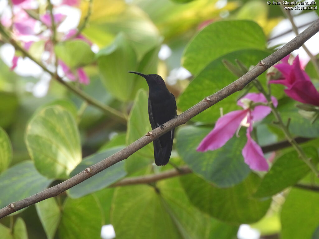 Mango de la Jamaïque