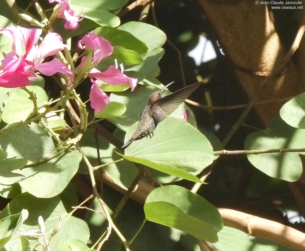 Jamaican Mangoadult, Flight