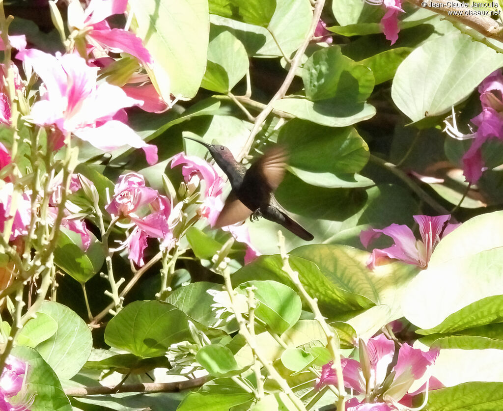 Jamaican Mangoadult, Flight