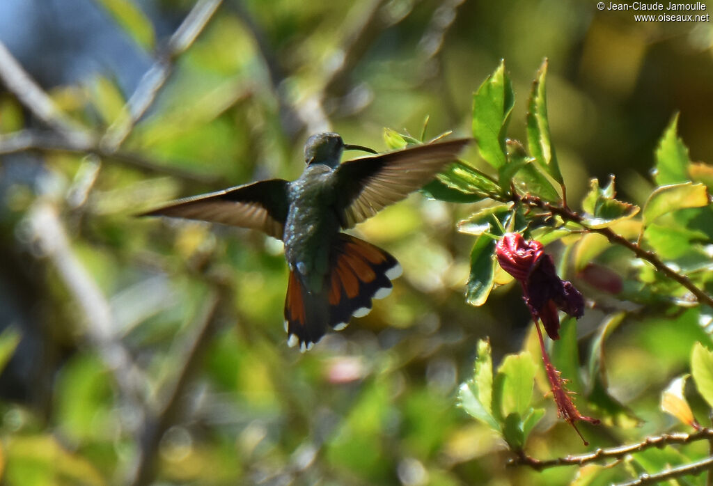 Antillean Mango