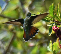 Hispaniolan Mango