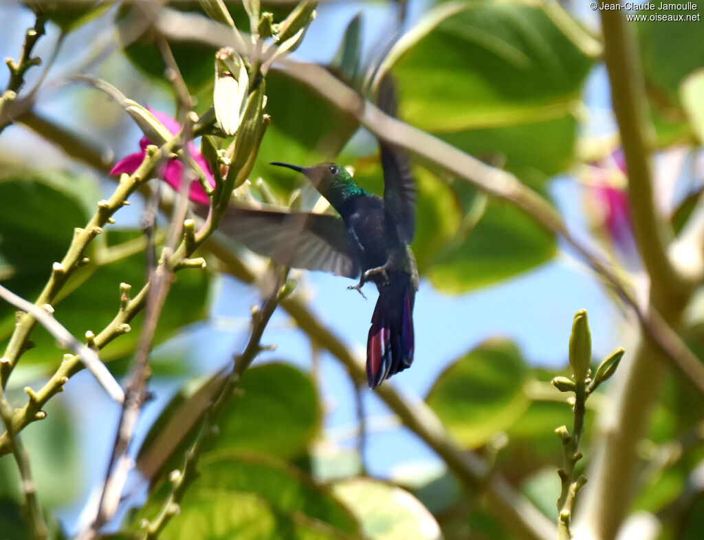 Antillean Mango male