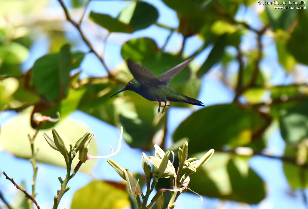 Hispaniolan Mango