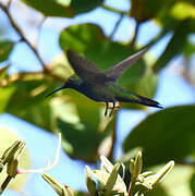 Antillean Mango