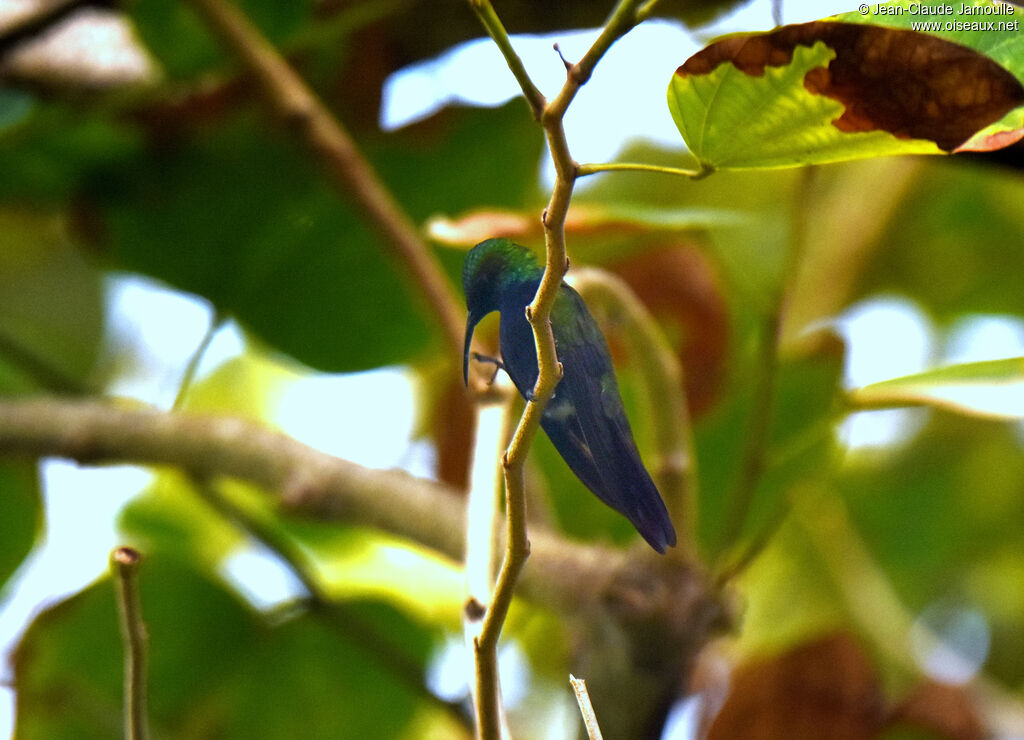 Antillean Mango male adult