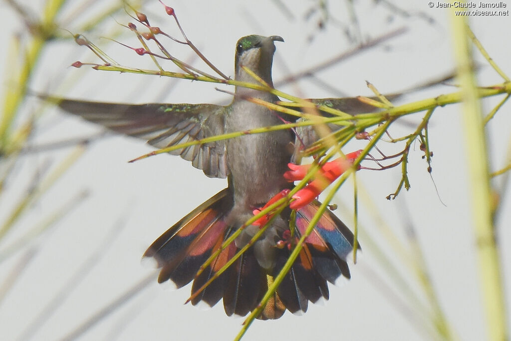 Hispaniolan Mango