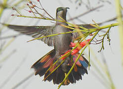 Hispaniolan Mango