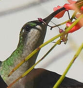 Antillean Mango