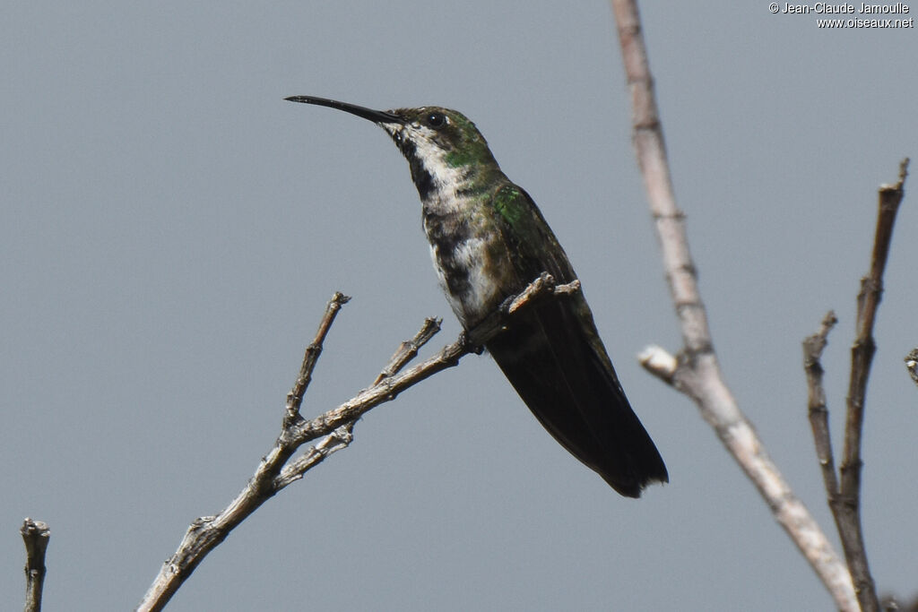 Antillean Mango