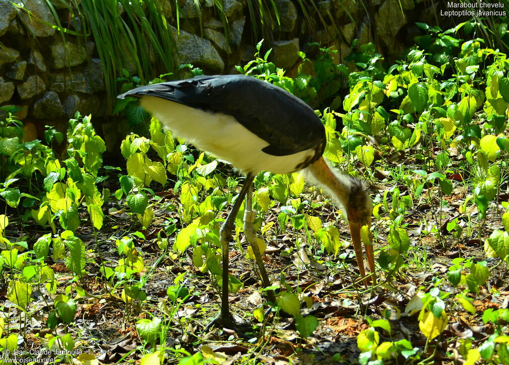 Lesser Adjutant, feeding habits, Behaviour