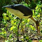 Marabout chevelu