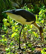 Lesser Adjutant